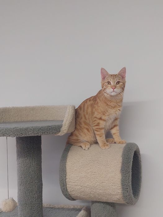 Котенок мальчик, вакцинирован,  имеет паспорт. Ташкент