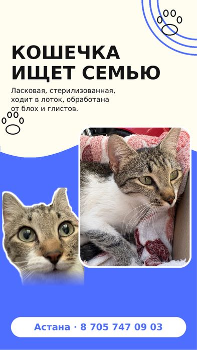 Кошечка ищет семью