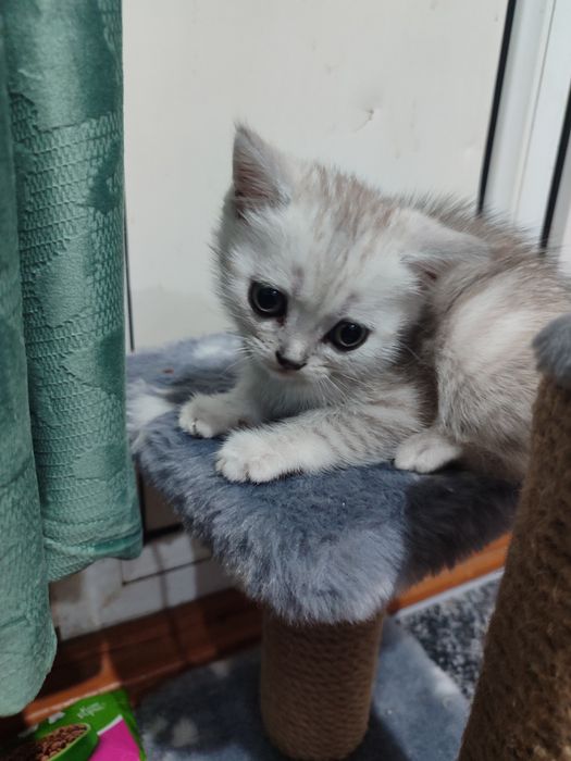 Котенок девочка породы британца