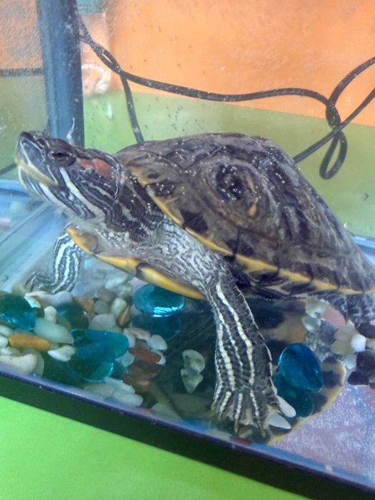 Продается водная красноухая черепаха