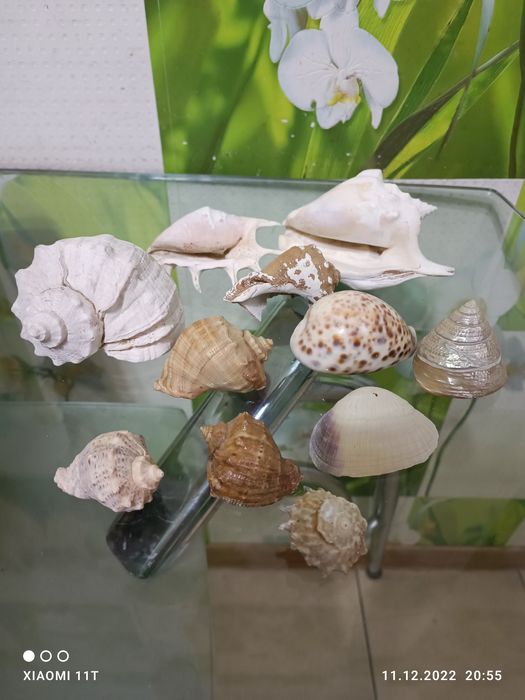 Продам коллекцию ракушек.