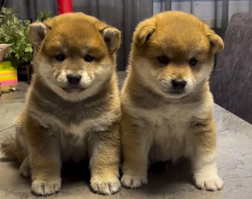Шикарные сиба ину щенки