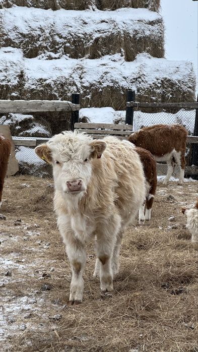 Подсос бұқалар 10-12 айлық