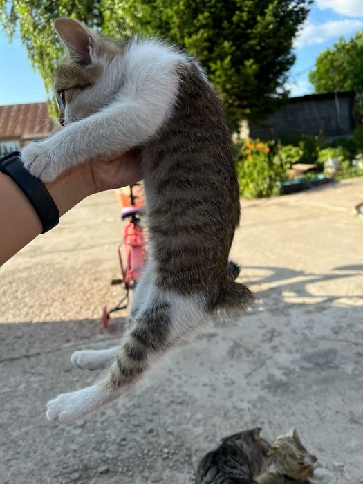 Котенок в добрые руки