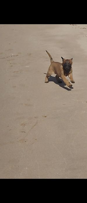 Продаётся щенок бельгийской овчарки