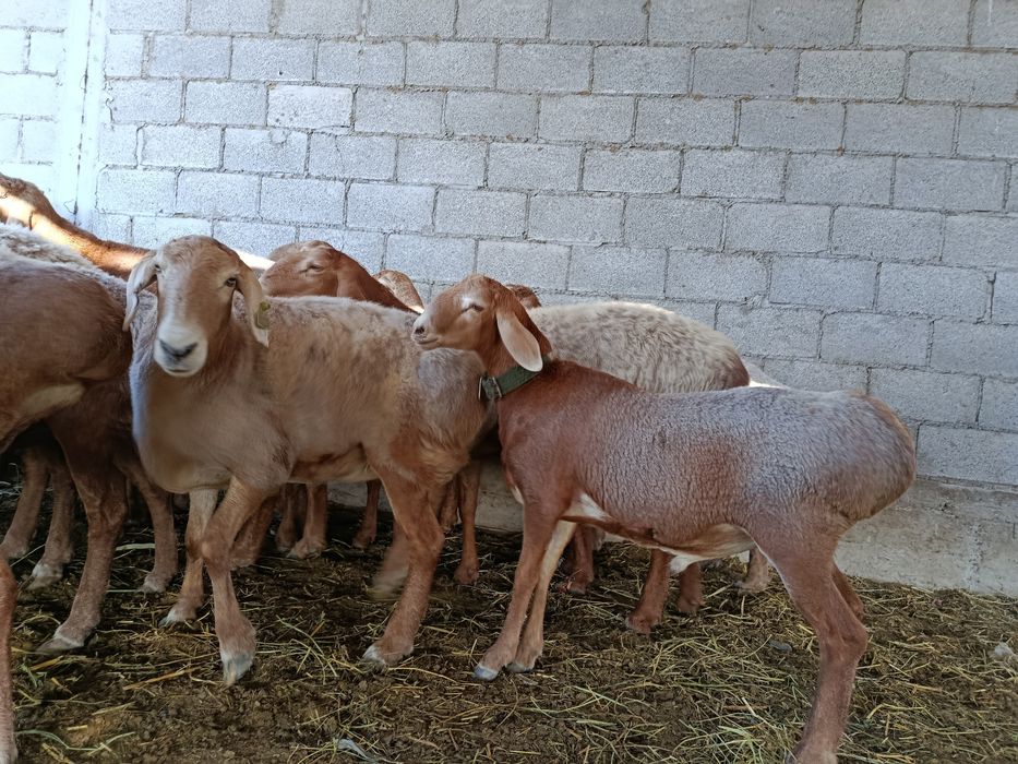 Арашан кошкар 250 мың