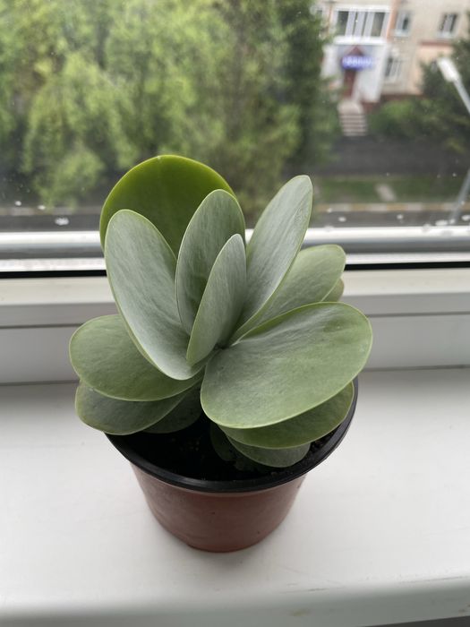 Четырехлистный каланхое