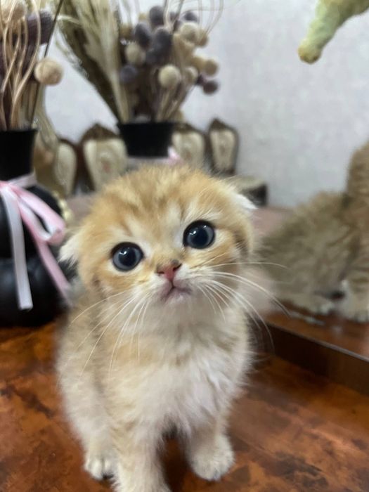 Шикарные котята Серебристые и Табби Шиншиллы