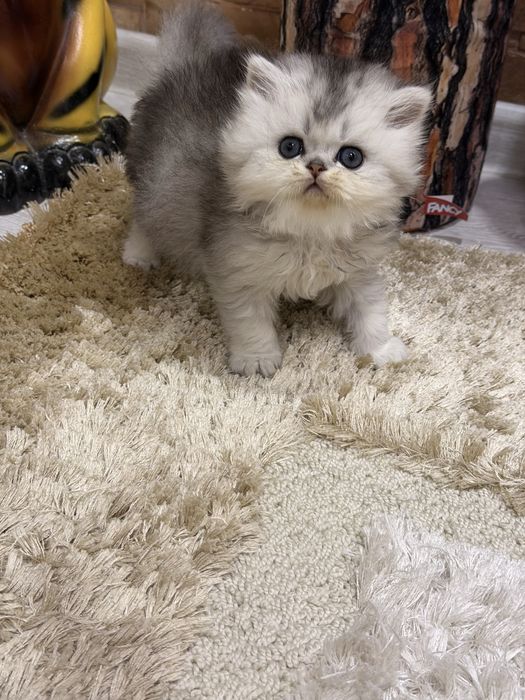 Бритенец! Шиншила Серебро!