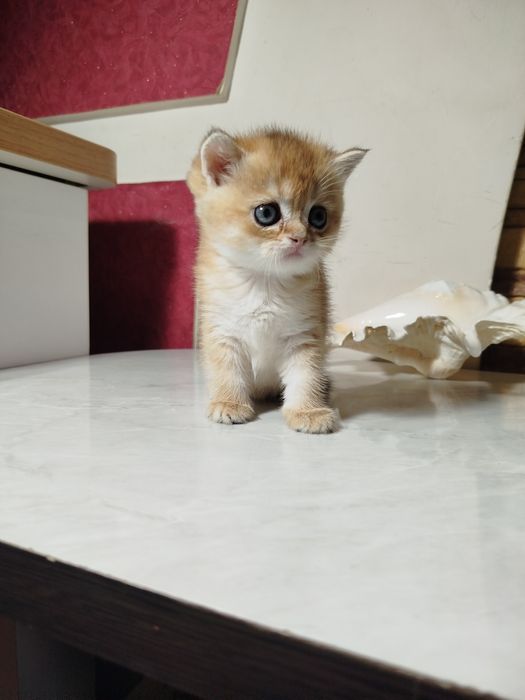 Мальчик скотиш страйт 13.0426г.