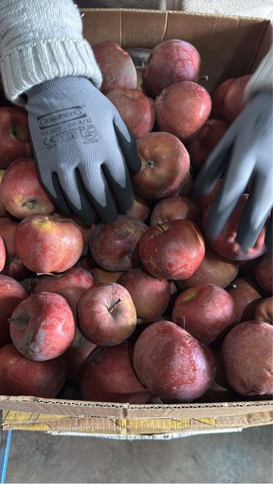 Mere de vânzare – Golden, Idared, Starkrimson – din depozit