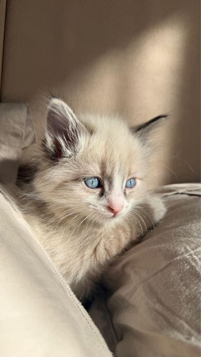 Котенок Рэгдолл 2 месяца мальчик