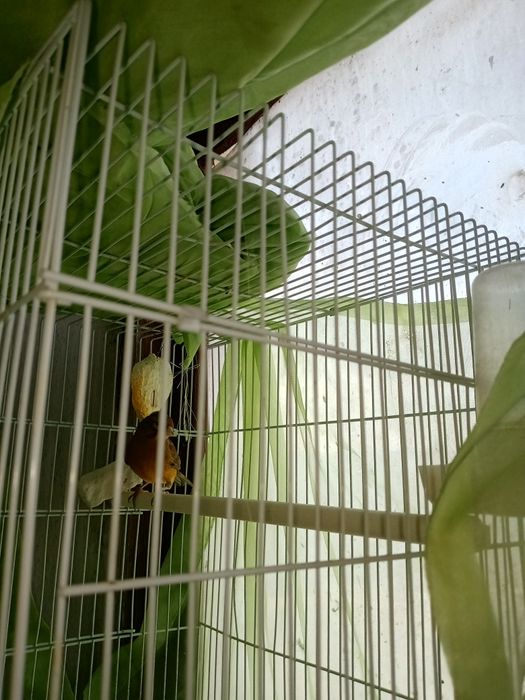 Канарейка певчая