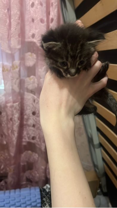 КОТЯТА отдаю  Шымкет