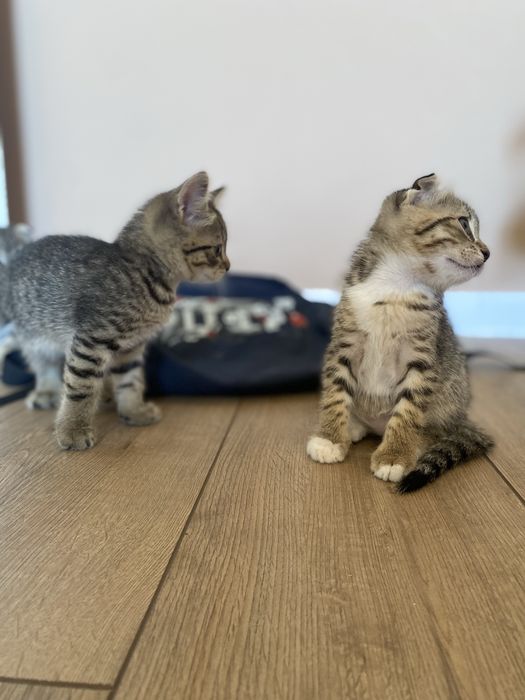 Шотландцы вислоухие котята