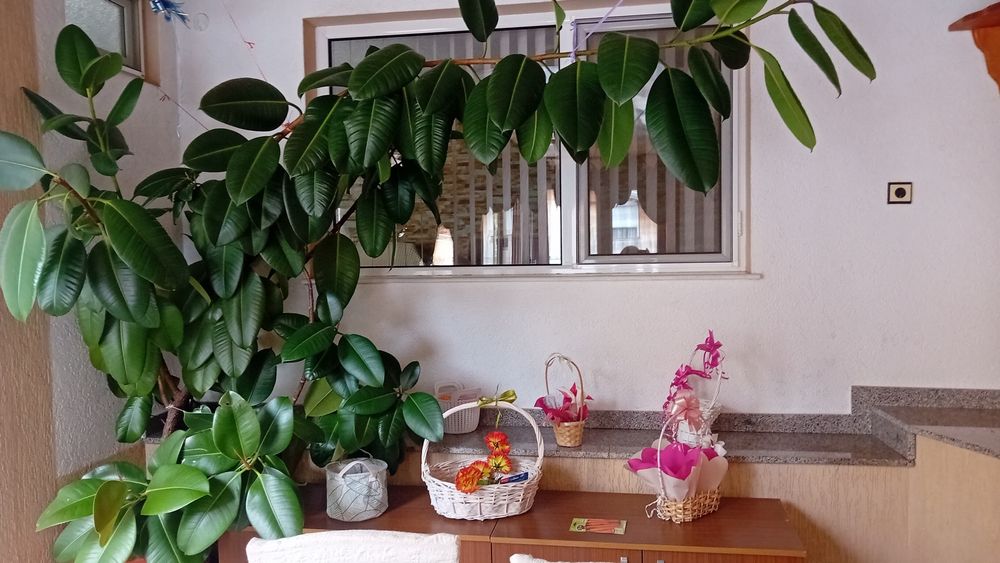 Фикус  бенджамин