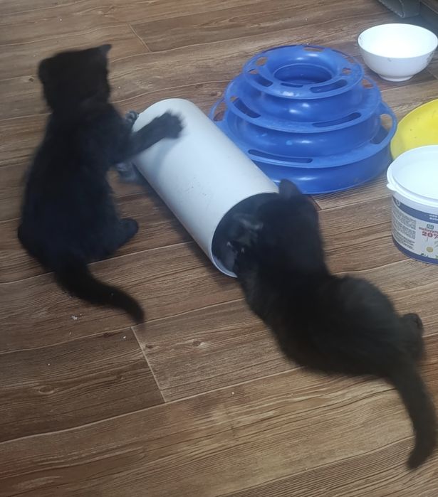 Котята от сиамской мамы