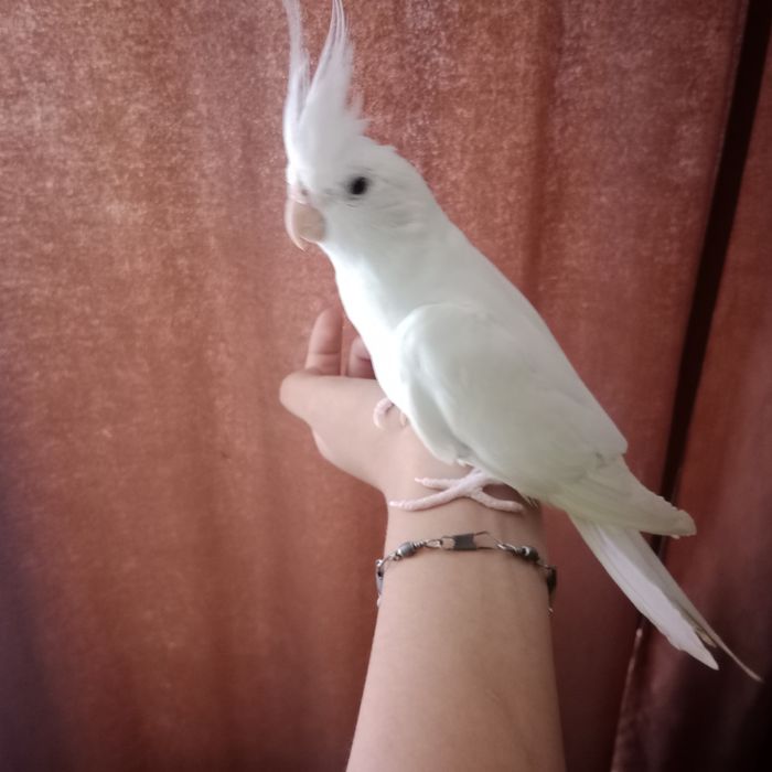 продам двух корелл с клеткой