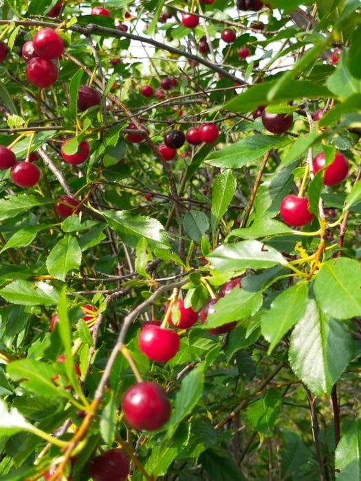 Продам дачу в экологическичистом районе