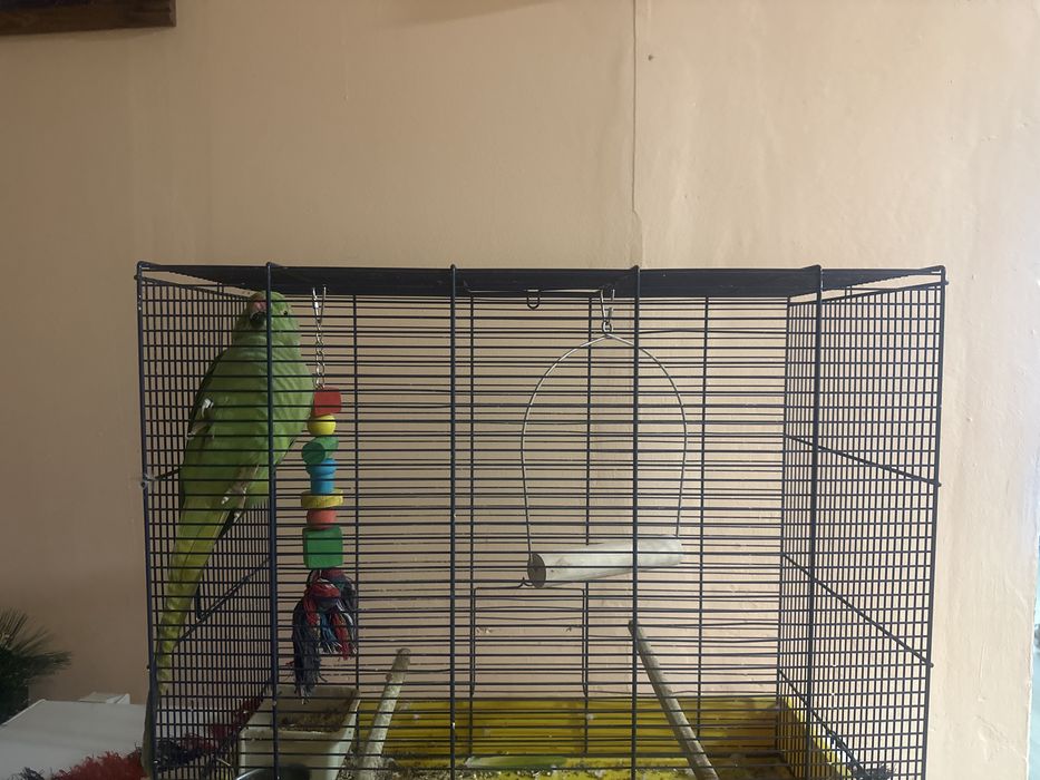 Vand micul alexandru!