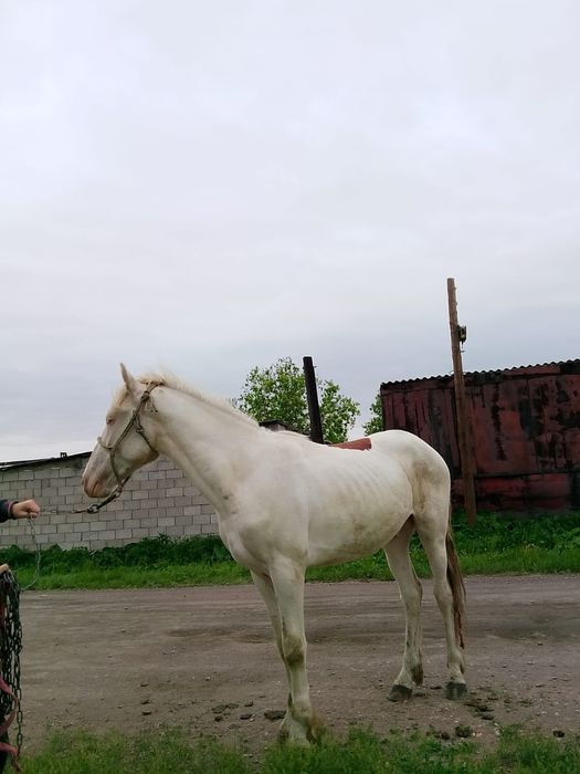 Жеребец обученный