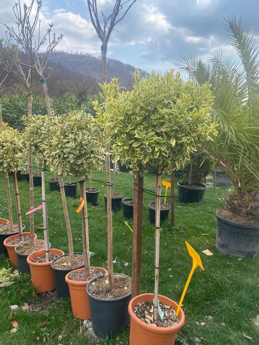 Plante Ornamentale pentru Gradini si Curti