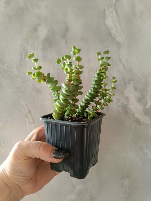 Продам алоэ,толстянку,опунцию,молочай