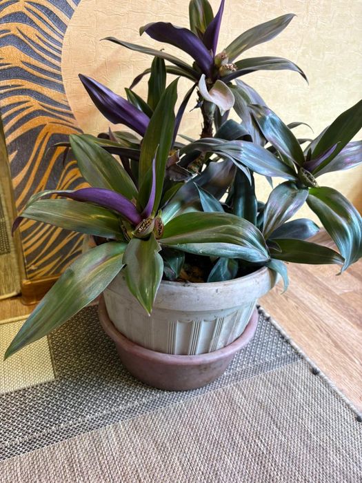 Продам Цветок Рео