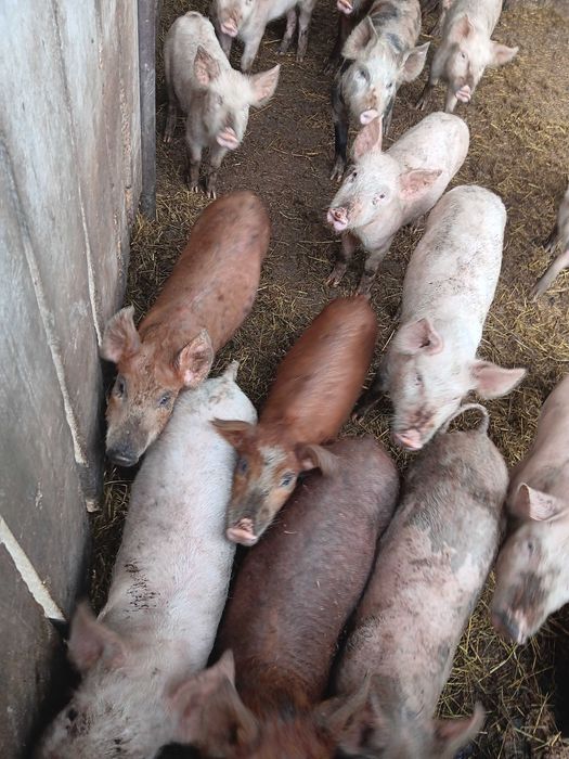 Продавам малки прасенца.