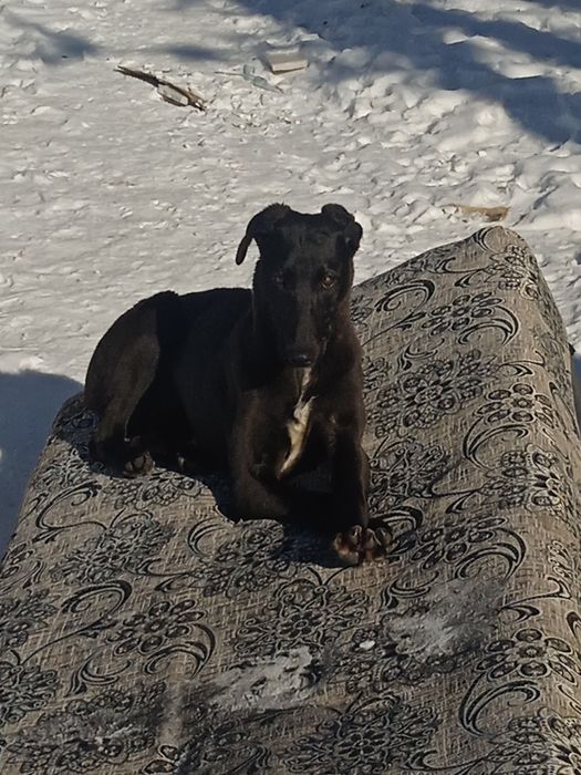 Тазы күшігі бар щенок