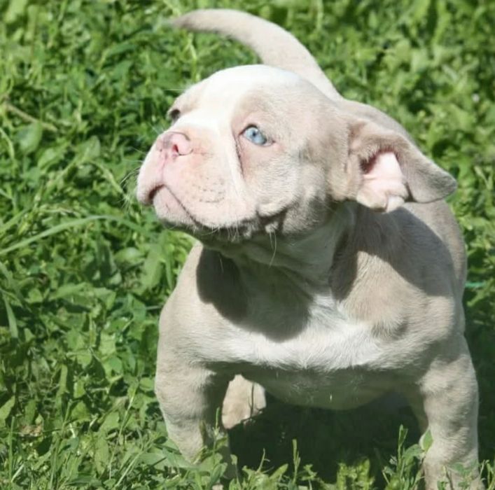 Американский булли Премиум класса!