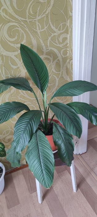 Продам спатифиллу СЕНСАЦИЮ