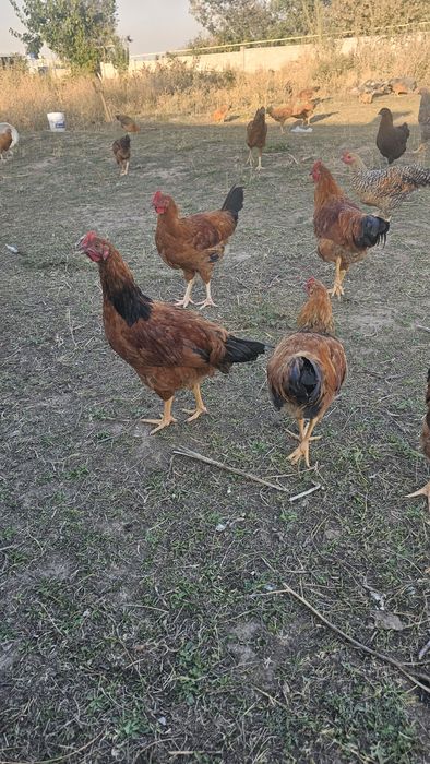 Петушки кучински