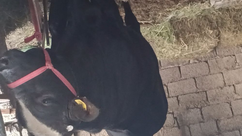 Zotdor buqa sotiladi 2 yosh