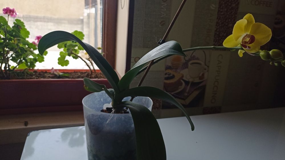 Архидеи (2шт)     .