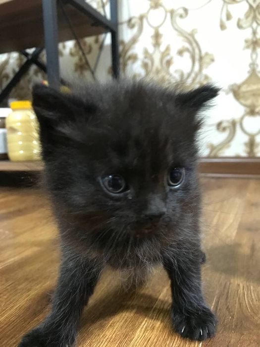 Продаются котята