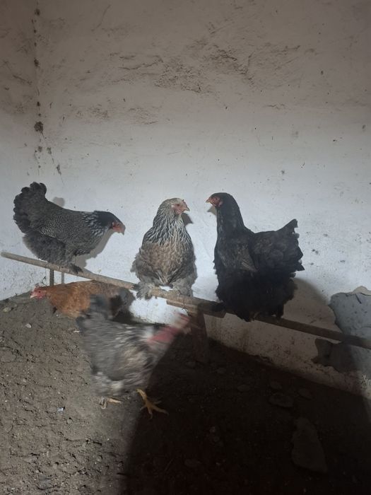 Продам  куры домашние