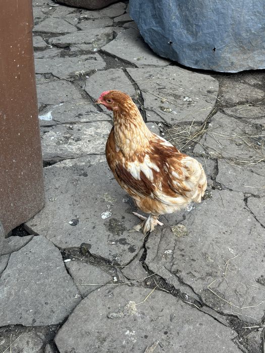 Disponibili 10 pui de gaina !