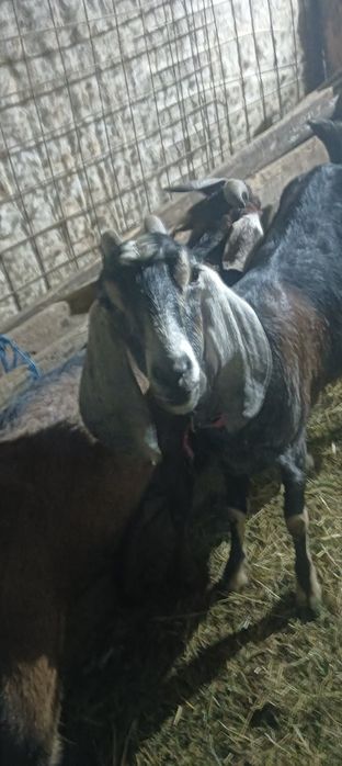 Vând capre anglonubiene