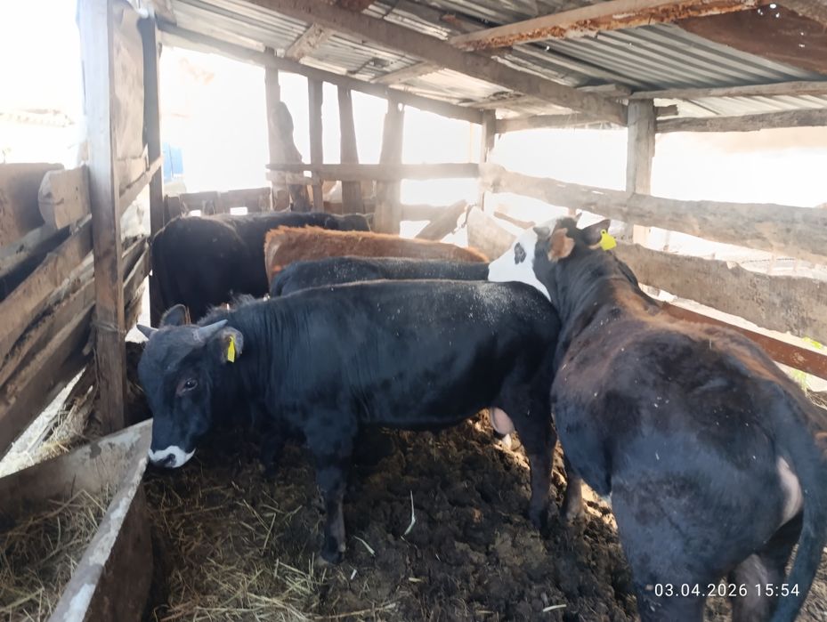 Продам хороших бычков