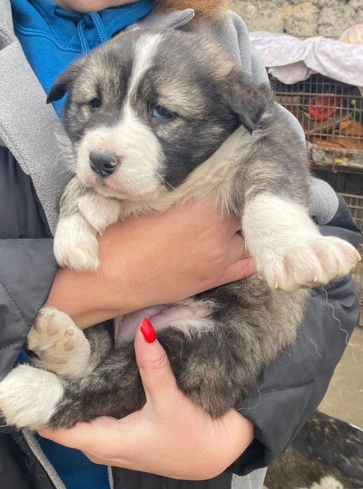 Отдам щенков в хорошие руки