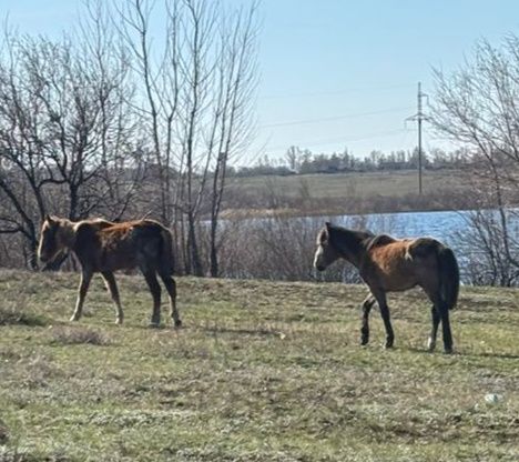 Ургаши тай сатам байтал