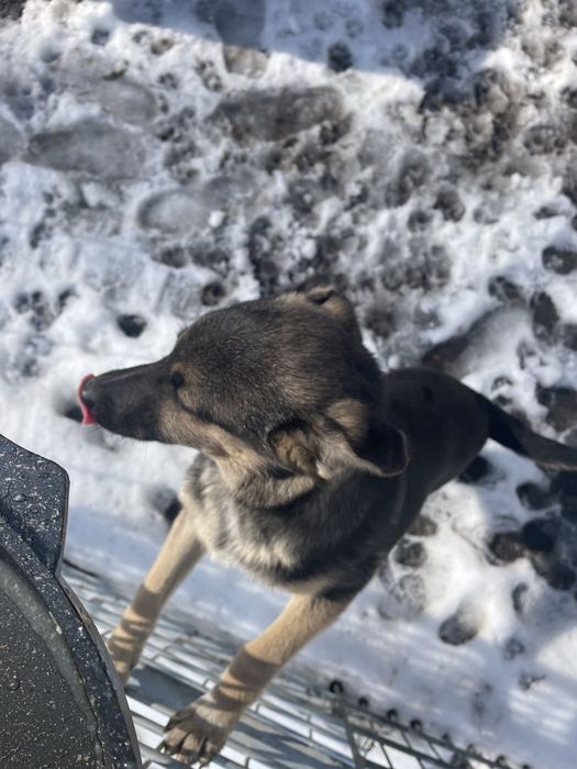 Отдам щенка в добрые руки, мальчик