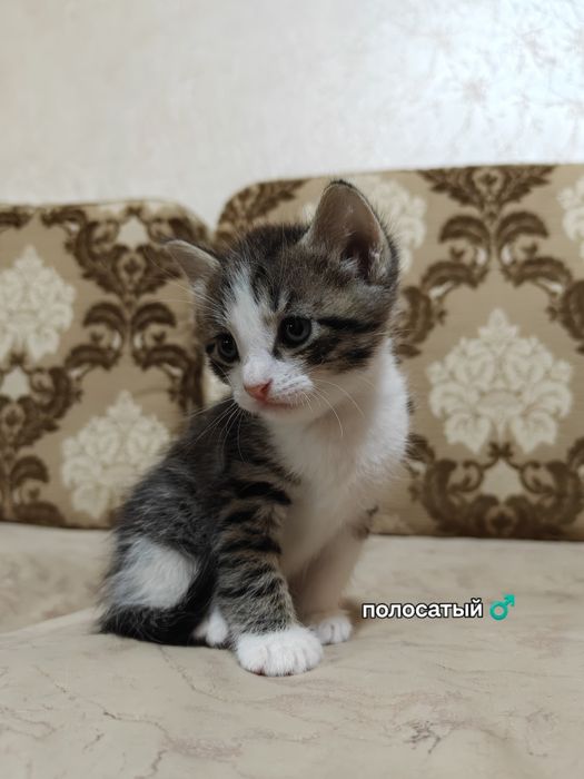 Отдаем котят в добрые руки