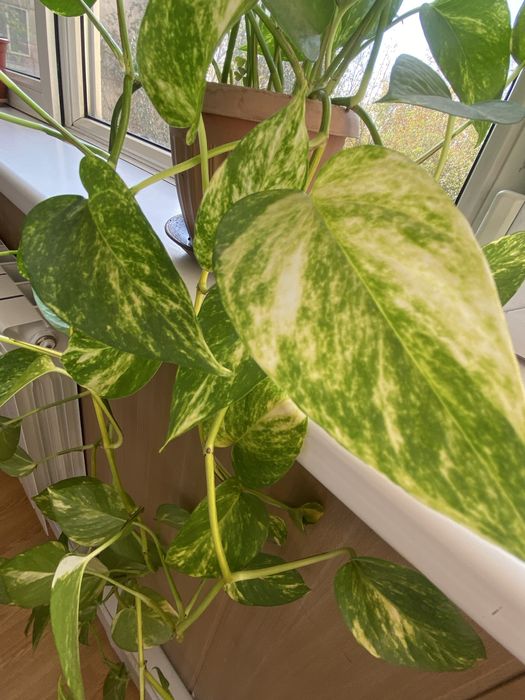 Комнатное растение Сциндаптус золотистый.