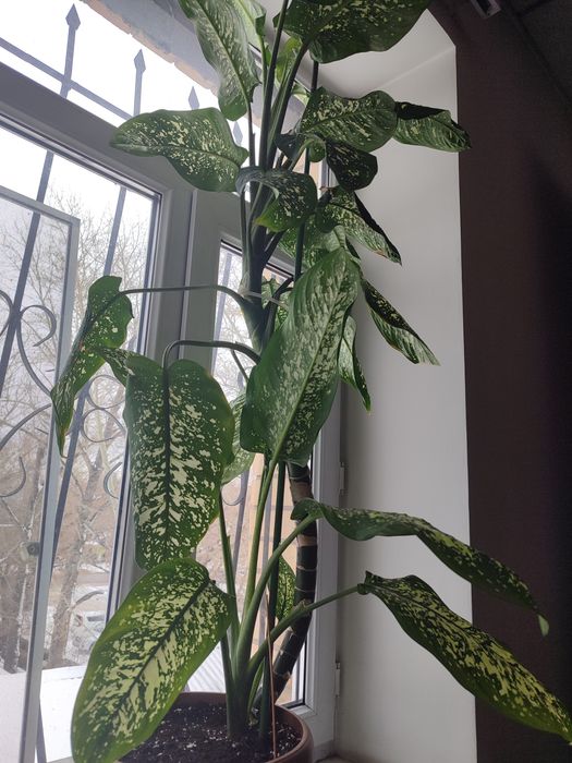 Диффенбахия Комнатные цветы