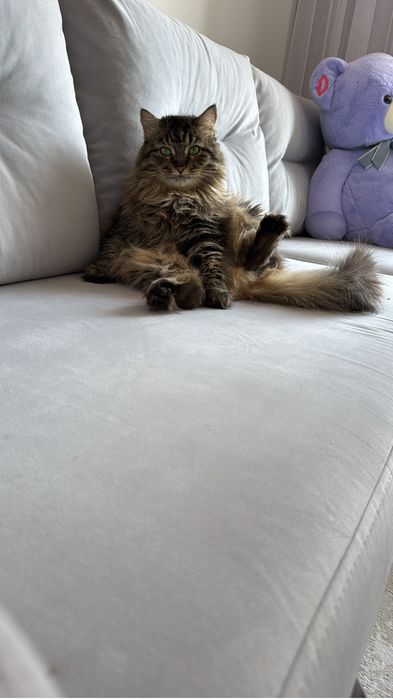 Отдам умную, добрую кошку в хорошие руки