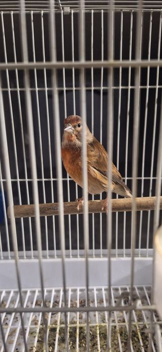 Repeldan Chiqan gibrit sotiladi