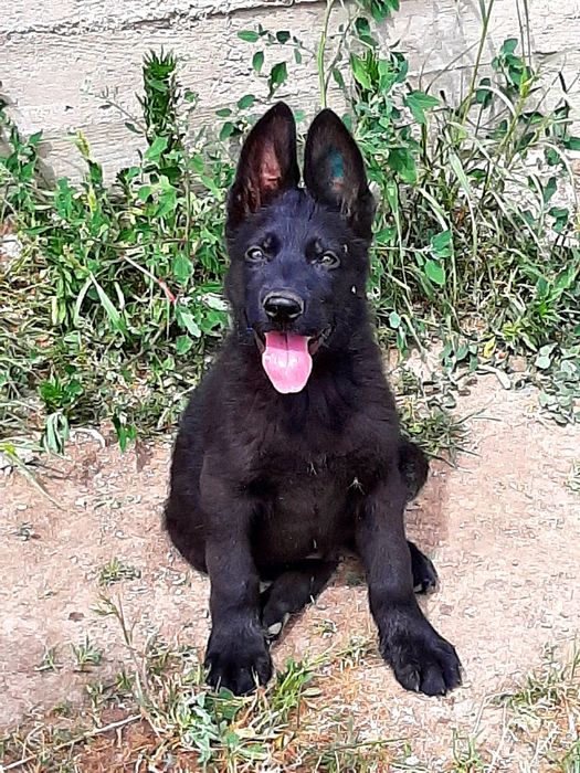 Питомник  немецких  овчарок РР.