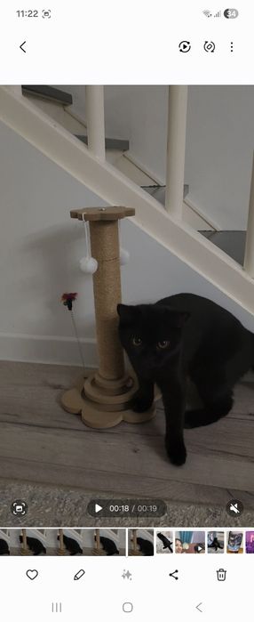 Котёнок 4месяца Бурма